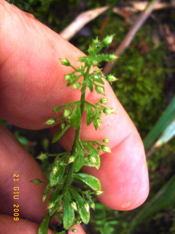 nella faggeta - Sedum cepaea